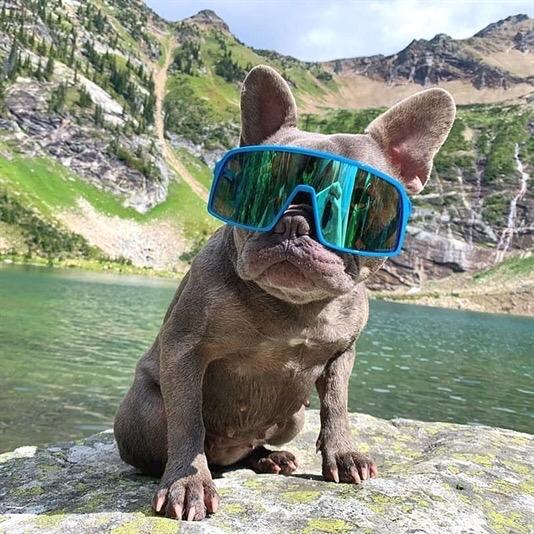 13 Mind Blowing Facts About French Bulldogs