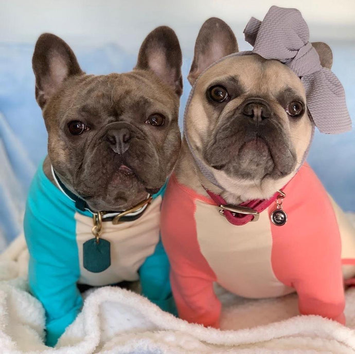 SHOULD I GET A MALE OR FEMALE FRENCHIE?